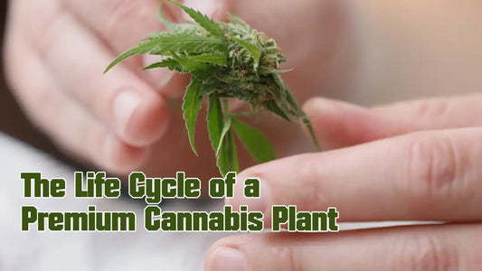 The Life Cycle of a Premium Cannabis Plant
